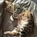 Chat, Comfort, Carnivore, Felidae, Faon, Moustaches, Small To Medium-sized Cats, Museau, Domestic Short-haired Cat, Patte, Queue, Poil, Griffe, Bed, Sieste, Terrestrial Animal