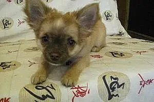 Nom Chihuahua Chien Freesby