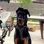 Chien, Race de chien, Working Animal, Collar, Carnivore, Faon, Chien de compagnie, Plante, Museau, Canidae, Dog Collar, Working Dog, Guard Dog, Outdoor Furniture, Dobermann, Hunting Dog, Dog Supply, Pet Supply, Ancient Dog Breeds
