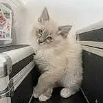 Chat, Felidae, Carnivore, Small To Medium-sized Cats, Faon, Moustaches, Queue, Patte, Domestic Short-haired Cat, Comfort, Poil, Griffe, Home Appliance, Machine, Assis