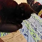 Chat, Felidae, Textile, Comfort, Carnivore, Faon, Moustaches, Small To Medium-sized Cats, Bombay, Queue, Race de chien, Chair, Chats noirs, Bois, Domestic Short-haired Cat, Linens, Art, Poil, Luggage And Bags