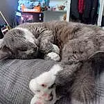 Chat, Felidae, Comfort, Carnivore, Small To Medium-sized Cats, Grey, Moustaches, Museau, Queue, Poil, Domestic Short-haired Cat, Griffe, Patte, Luggage And Bags, Sieste, Bag, Canidae, Sleep