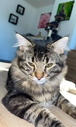 Nom Maine Coon Chat Simba