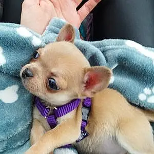Chihuahua Chien Toy