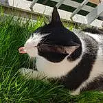 Chat, Plante, Felidae, Carnivore, Herbe, Line, Small To Medium-sized Cats, Moustaches, Groundcover, Museau, Queue, Domestic Short-haired Cat, Terrestrial Animal, Poil, Herb, FenÃªtre, Fish
