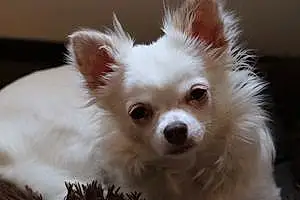 Nom Chihuahua Chien Lilas