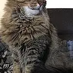 Chat, Yeux, Felidae, Carnivore, Small To Medium-sized Cats, Grey, Moustaches, Terrestrial Animal, Museau, Maine Coon, Domestic Short-haired Cat, Arbre, Poil, Assis, British Longhair, Queue, Noir & Blanc