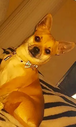 Nom Chihuahua Chien Ako