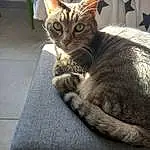Chat, Fenêtre, Felidae, Carnivore, Small To Medium-sized Cats, Moustaches, Museau, Pet Supply, Cat Supply, Poil, Domestic Short-haired Cat, Queue, Comfort, Terrestrial Animal, Room, Art, Griffe, Patte