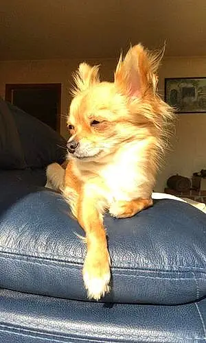 Nom Chihuahua Chien Banzaï