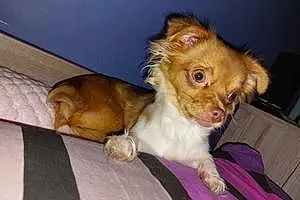 Nom Chihuahua Chien Dora