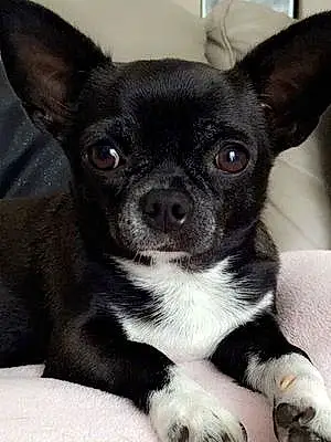 Nom Chihuahua Chien Idylle