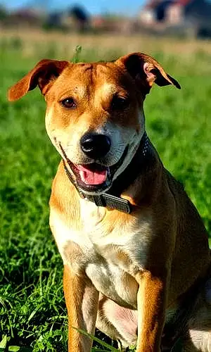 Nom American Staffordshire Terrier Chien Boudha