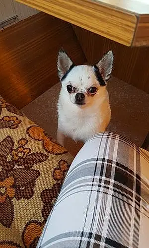 Nom Chihuahua Chien Ezio