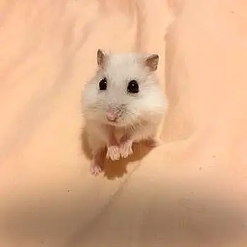 Titi Hamster