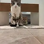 Chat, FenÃªtre, Felidae, Carnivore, Small To Medium-sized Cats, Grey, Moustaches, Faon, Road Surface, Bois, Museau, Queue, Door, Domestic Short-haired Cat, Patte, Poil, Concrete, Drinking, Assis