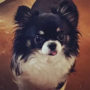 Nom Chihuahua Chien Little