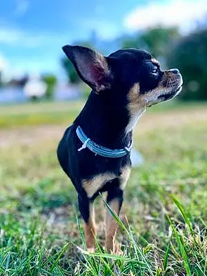 Nom Chihuahua Chien Baby