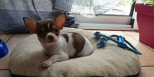 Nom Chihuahua Chien Ipop
