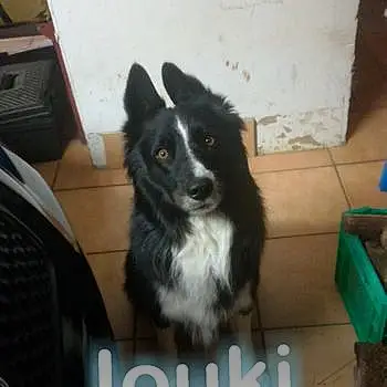 Iouki