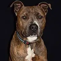 Prénom American Staffordshire Terrier Chien Tyson
