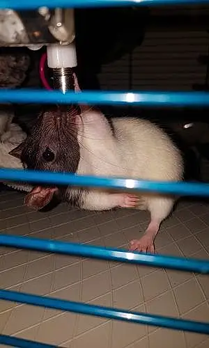 Rat Papouille