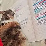 Chat, Textile, Felidae, Carnivore, Moustaches, Faon, Publication, Small To Medium-sized Cats, Book, Font, Queue, Writing, Poil, Paper, Domestic Short-haired Cat, Patte, Griffe, Ink