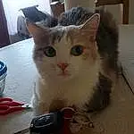 Chat, Felidae, Carnivore, Small To Medium-sized Cats, Faon, Moustaches, Museau, Bois, Tableware, Table, Kitchen Utensil, Queue, Box, Domestic Short-haired Cat, Patte, Poil, Cardboard, Hardwood, FenÃªtre