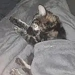 Chat, Comfort, Felidae, Carnivore, Grey, Small To Medium-sized Cats, Moustaches, Queue, Font, Poil, Linens, Domestic Short-haired Cat, LÃ©gende de la photo, Patte, Room, Darkness, Sieste, Terrestrial Animal, Bag, Luggage And Bags