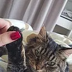 Chat, Felidae, Carnivore, Oreille, Small To Medium-sized Cats, Gesture, Moustaches, Comfort, Museau, Poil, Nail, Domestic Short-haired Cat, Patte, Griffe, Assis, Queue, Nail Care, Curtain, Thumb