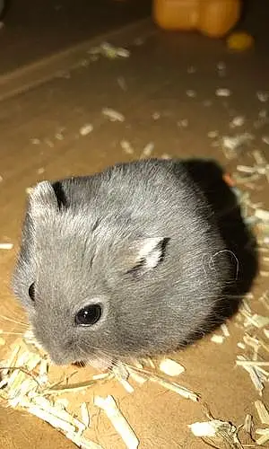 Hamster Russe Rubis