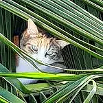 Chat, Felidae, Carnivore, Plante, Small To Medium-sized Cats, Moustaches, Herbe, Terrestrial Plant, Terrestrial Animal, Close-up, Reptile, Queue, Domestic Short-haired Cat, Poil, Iguania, Pattern