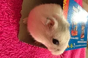 Hamster Russe Peach