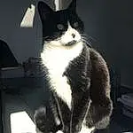 Chat, Yeux, Felidae, Table, Carnivore, Small To Medium-sized Cats, Grey, Moustaches, Museau, Tints And Shades, Queue, Chats noirs, Noir & Blanc, FenÃªtre, Poil, Domestic Short-haired Cat, Desk, Monochrome, Chair, Patte