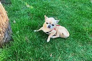 Nom Chihuahua Chien Budy