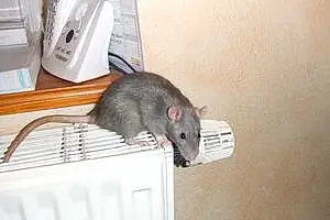 Rat Lili