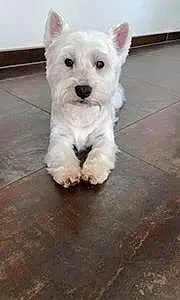 Nom West Highland White Terrier Chien Gibbs