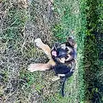 Chien, Carnivore, Herbe, Plante, Chien de compagnie, Race de chien, Terrestrial Animal, Groundcover, Herding Dog, Vieux chien de berger allemand, Queue, Working Dog, Soil, Toy Dog, Non-sporting Group, Hunting Dog, Tracking Trial, East-european Shepherd, Canis