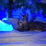 Bleu, Small To Medium-sized Cats, Carnivore, Felidae, Chat, Christmas Decoration, Moustaches, Holiday, Majorelle Blue, Noël, Poil, Christmas Eve, Christmas Tree, Conifer, Pine Family, Christmas Ornament, Christmas Lights, Queue, Fir