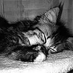 Comfort, Carnivore, Small To Medium-sized Cats, Chat, Moustaches, Felidae, Noir & Blanc, Sieste, Black-and-white, Monochrome, Museau, Sleep, Poil