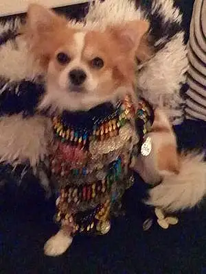 Nom Chihuahua Chien Fidji
