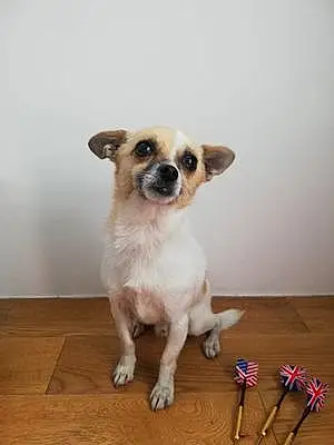 Nom Chihuahua Chien Jipsy