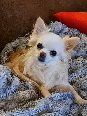 Nom Chihuahua Chien Gipsy