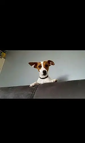 Nom Jack Russell Chien Jeepsy