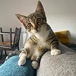 Chat, Comfort, Felidae, Grey, Carnivore, Faon, Moustaches, Small To Medium-sized Cats, Queue, Couch, Domestic Short-haired Cat, Terrestrial Animal, Bois, Patte, Poil, Room, Griffe, Ladder, Devon Rex
