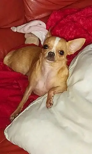 Nom Chihuahua Chien Callie