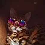 Lunettes, Vision Care, Chat, Oreille, Comfort, Eyewear, Carnivore, Faon, Felidae, Moustaches, Small To Medium-sized Cats, Queue, Darkness, Poil, Domestic Short-haired Cat, Electric Blue, Patte, Assis, Légende de la photo, Night
