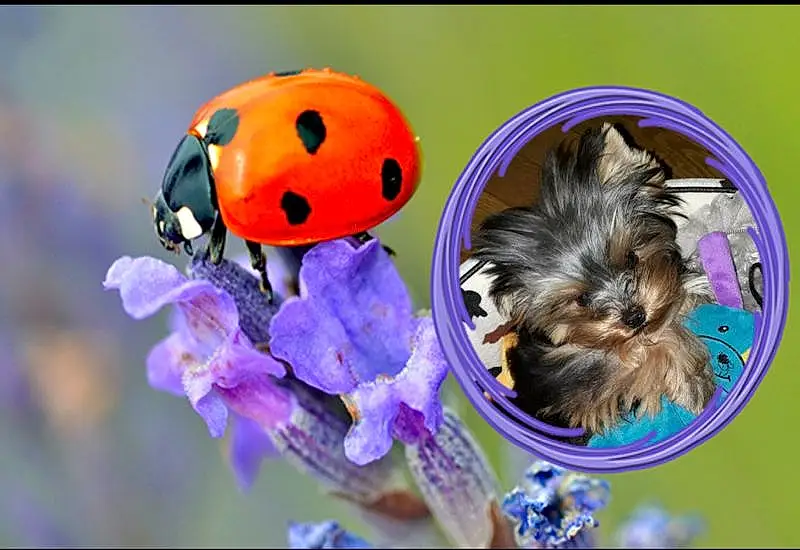 Chien, Insect, Race de chien, Fleur, Ladybird, Museau, Macro Photography, Membrane Winged Insect, Pollinator, Chiots, Invertebrate, Petal