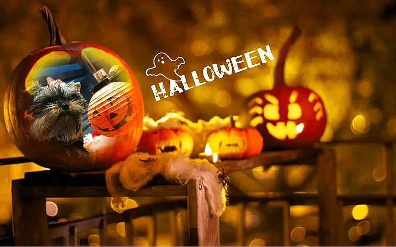 Pumpkin, Halloween, Jack O Lantern, Calabaza, Computer Wallpaper, Cucurbita, Orange