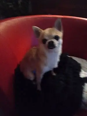 Nom Chihuahua Chien Jock